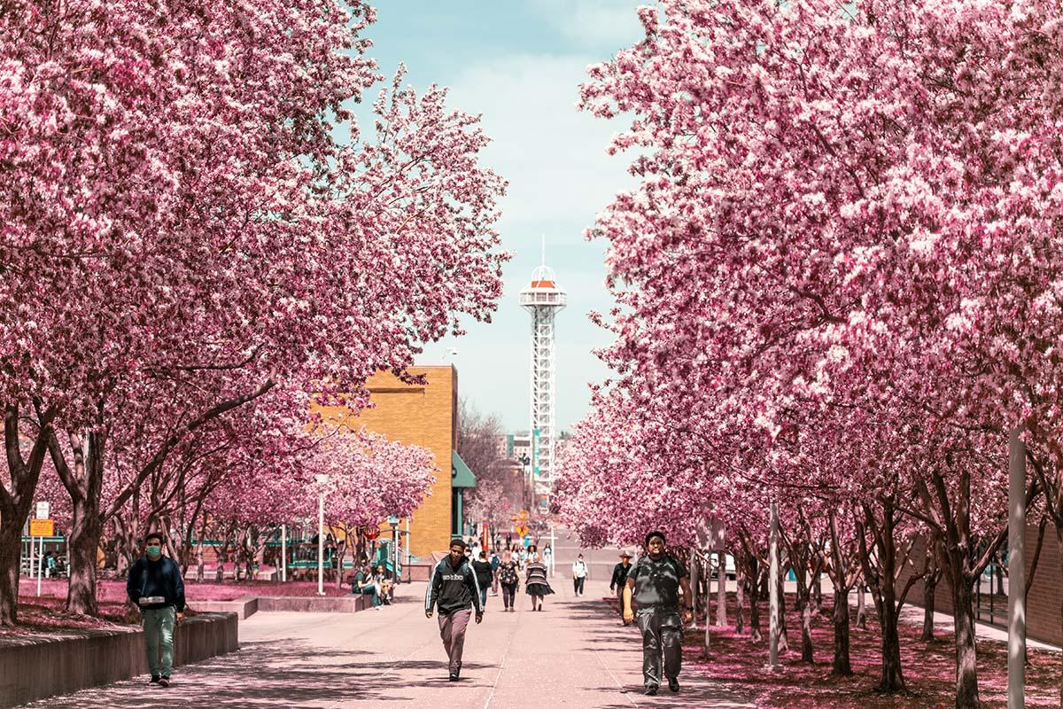 Spring blossoms on Auraria Campus.